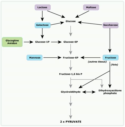 arcolase|Glycolyse — Wikipédia